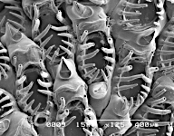Callopora craticula