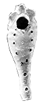 [Strongylopora gracilis]
