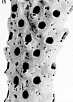 Frurionella parvipora