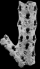 Confusocella dendroidea