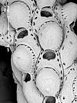 Phonicosia oviseparata