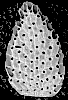 Lanceopora macneilli