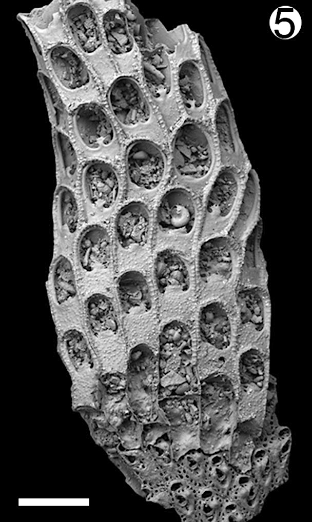 Acanthodesia variegata