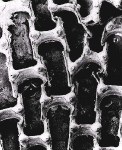 Membranipora membranacea image