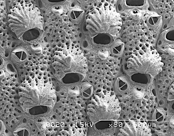 Microporella luellae