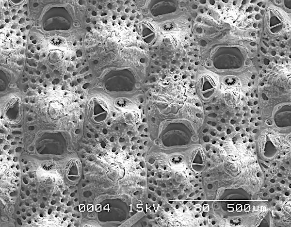 Microporella trigonellata