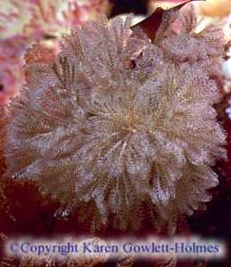 Bicellariella ciliata photo