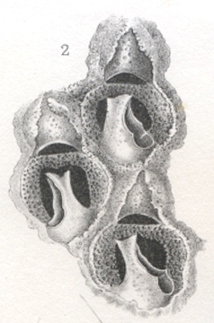Amphiblestrum lyrulatum