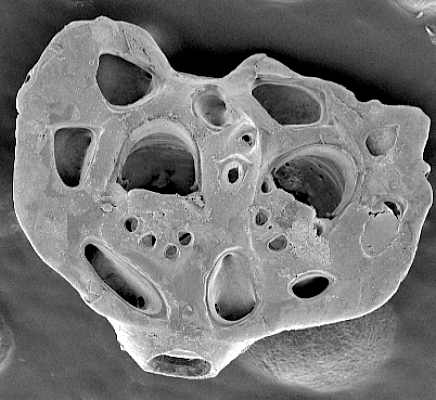 Pterocella gemella image 2
