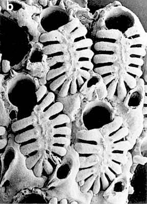 [Membraniporella skeletos