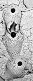 Cheilonellopsis inflata