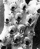 Phidolopora avicularis