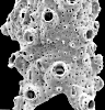 Haswelliporina multiaviculata