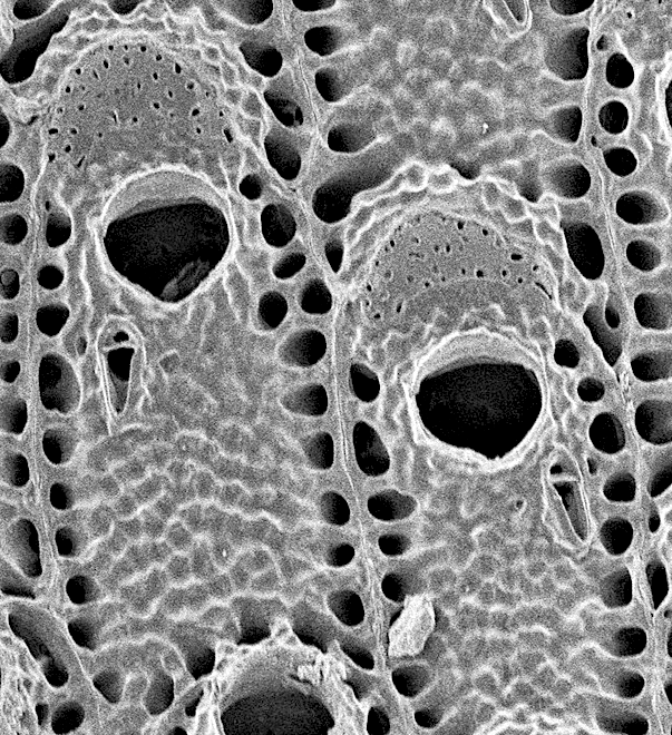 Pleurocodonellina microperforata