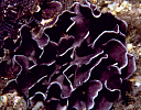 Adeonellopsis small image
