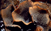 Steginoporella small image